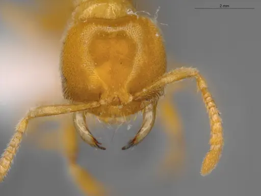 Acropyga goeldii - ECOFOG-SAV18-0037-07