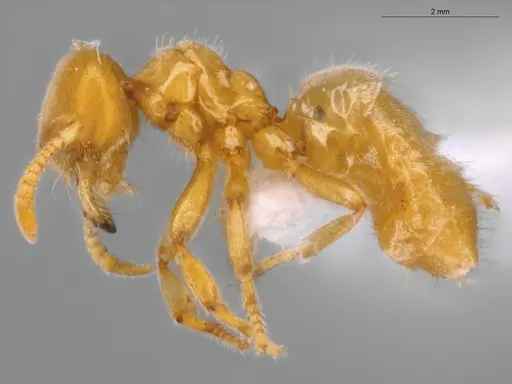 Acropyga goeldii - ECOFOG-SAV18-0037-07