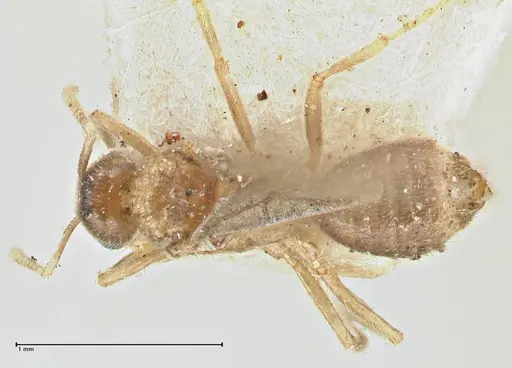 Acropyga goeldii - FOCOL2960