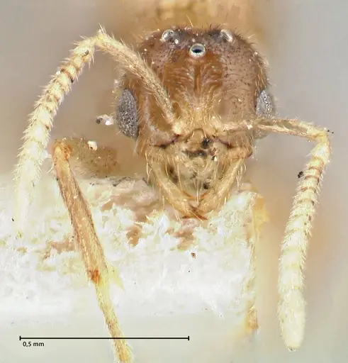 Acropyga goeldii - FOCOL2960