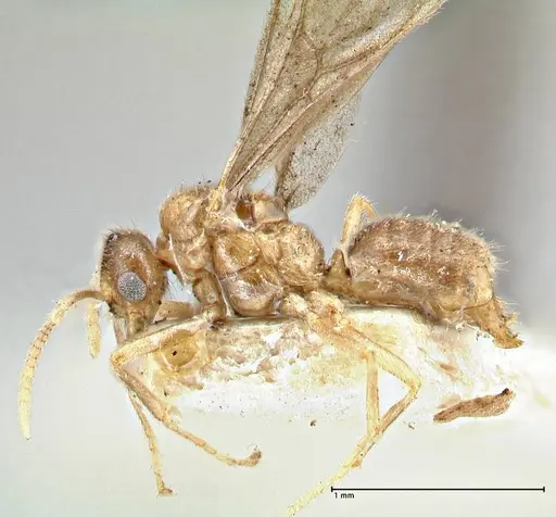 Acropyga goeldii - FOCOL2960