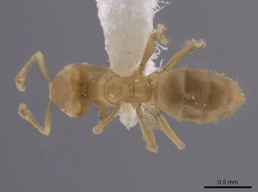 Acropyga goeldii - JTLC000006456