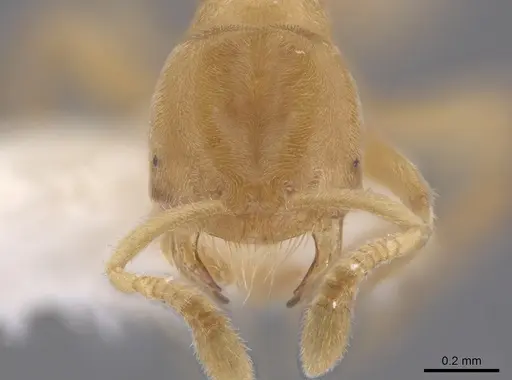 Acropyga goeldii - JTLC000006456