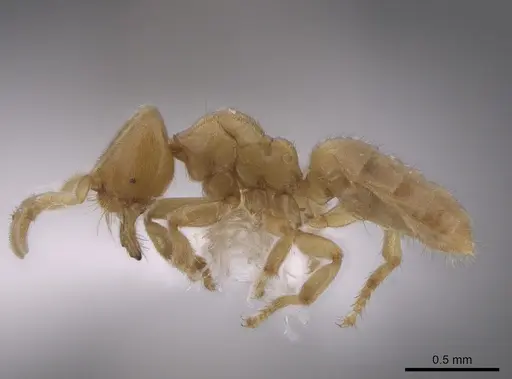 Acropyga goeldii - JTLC000006456