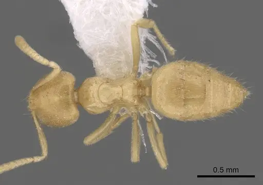 Acropyga guianensis specimen