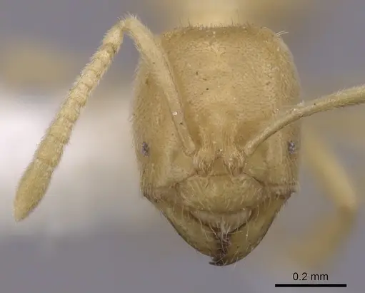 Acropyga guianensis specimen