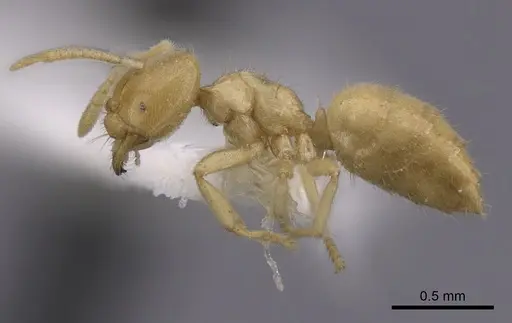 Acropyga guianensis specimen