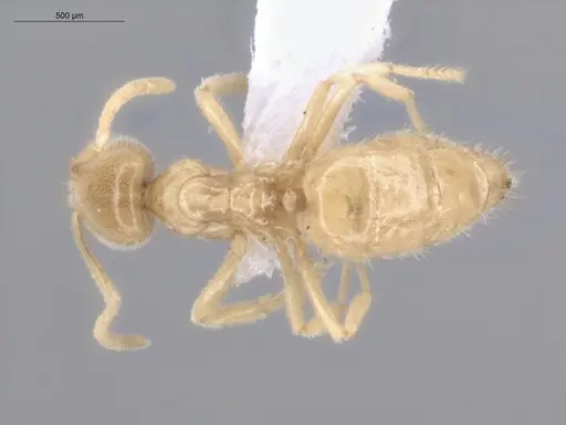 Acropyga guianensis - ECOFOG-MI15-0489-18