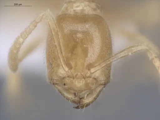 Acropyga guianensis - ECOFOG-MI15-0489-18