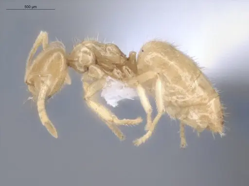 Acropyga guianensis - ECOFOG-MI15-0489-18