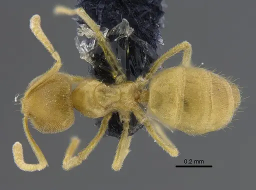 Acropyga guianensis - IAVH-E-263122