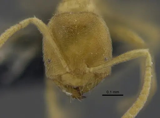 Acropyga guianensis - IAVH-E-263122