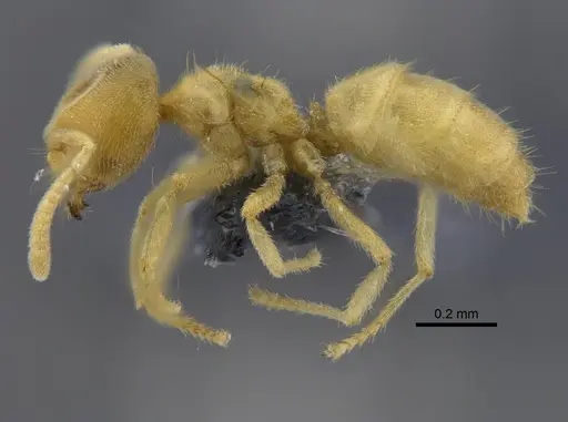 Acropyga guianensis - IAVH-E-263122