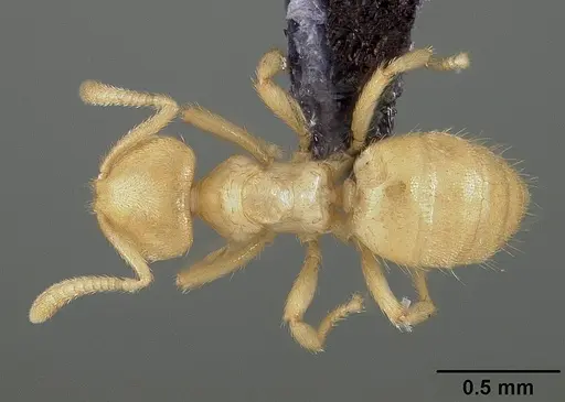 Acropyga guianensis - USNMENT00446087