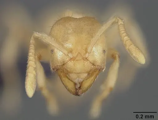 Acropyga guianensis - USNMENT00446087