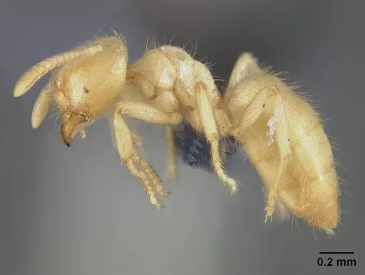 Acropyga guianensis - USNMENT00446087