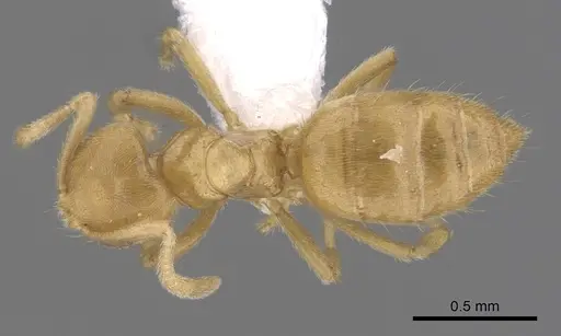 Acropyga hirsutula specimen