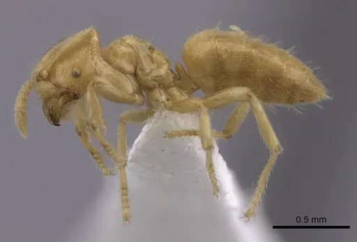 Acropyga hirsutula specimen