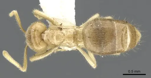Acropyga hystrix specimen