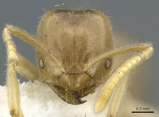 Acropyga hystrix specimen