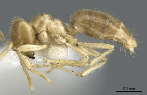 Acropyga hystrix specimen