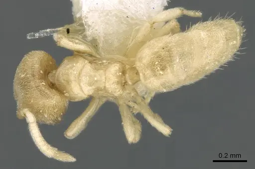 Acropyga inezae specimen