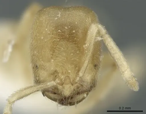 Acropyga inezae specimen