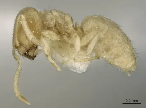 Acropyga inezae specimen