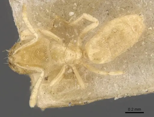 Acropyga inezae - CASENT0909909