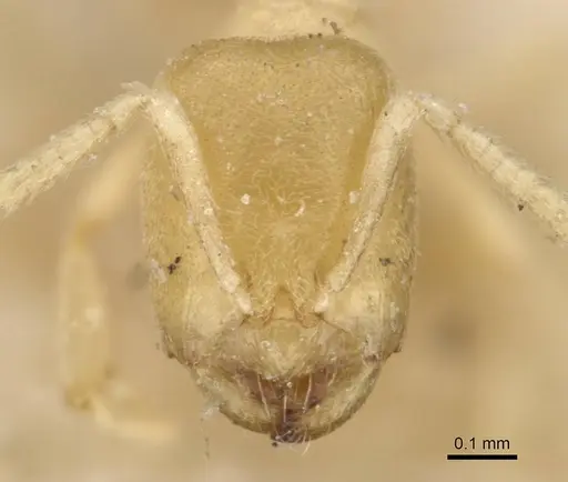 Acropyga inezae - CASENT0909909