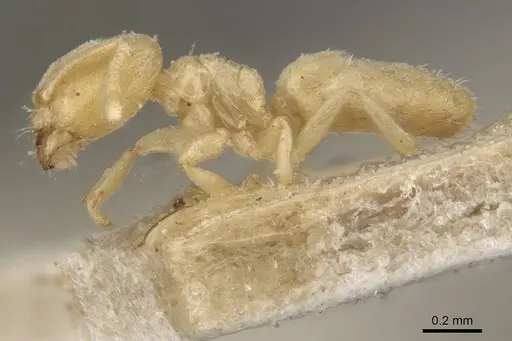 Acropyga inezae - CASENT0909909