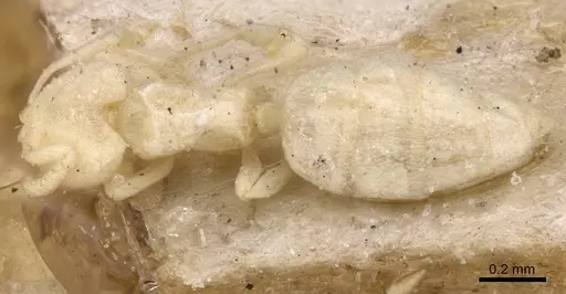 Acropyga inezae - CASENT0912351