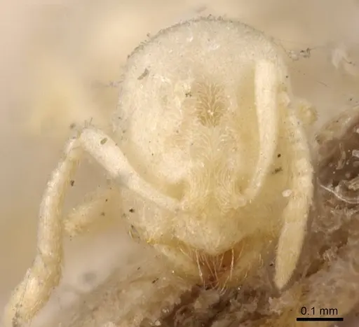 Acropyga inezae - CASENT0912351