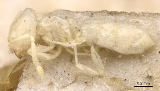 Acropyga inezae - CASENT0912351