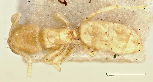 Acropyga inezae - FOCOL2961