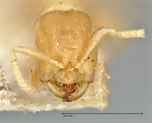 Acropyga inezae - FOCOL2961