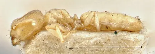Acropyga inezae - FOCOL2961