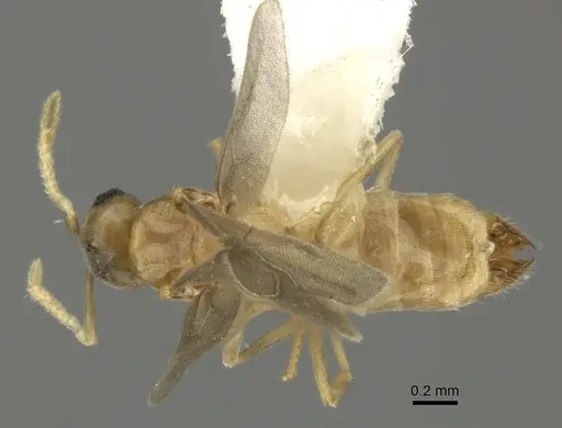 Acropyga keira specimen