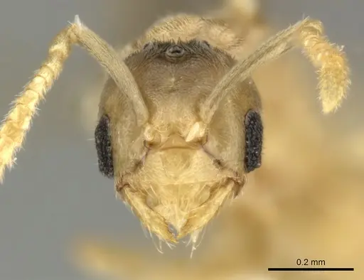 Acropyga keira specimen