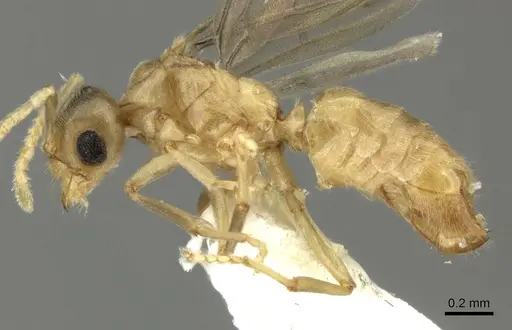 Acropyga keira specimen