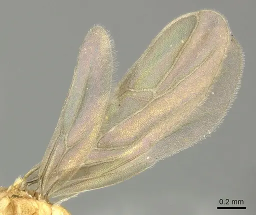 Acropyga keira - CASENT0619182