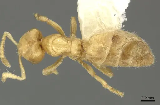 Acropyga keira - INBIOCRI001238061