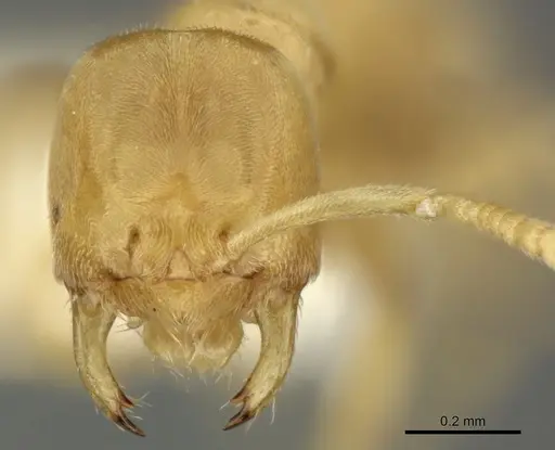 Acropyga keira - INBIOCRI001238061