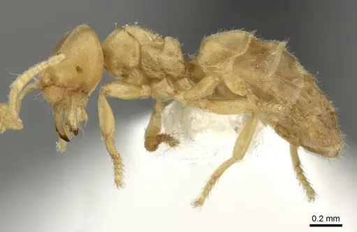 Acropyga keira - INBIOCRI001238061