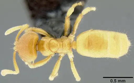 Acropyga lauta specimen