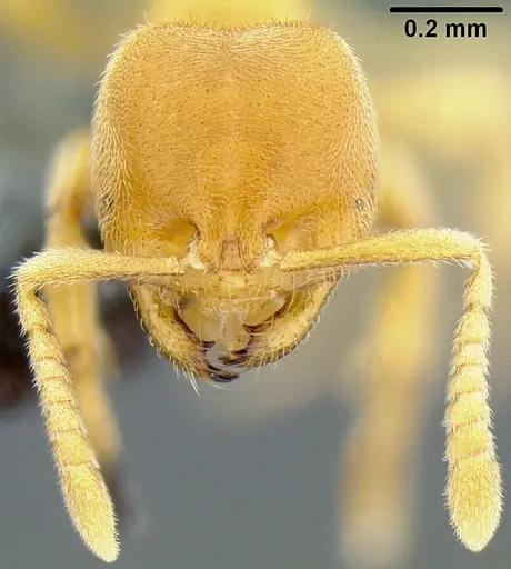 Acropyga lauta specimen