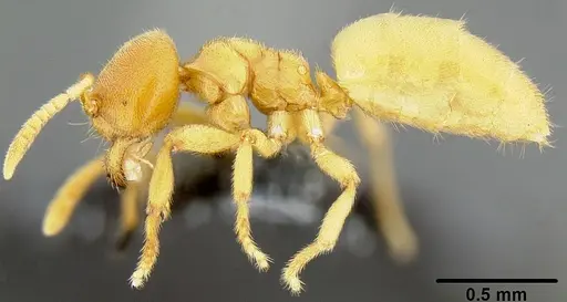 Acropyga lauta - CASENT0171066