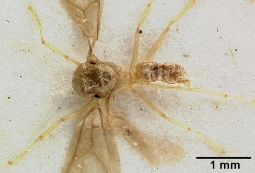 Acropyga major specimen