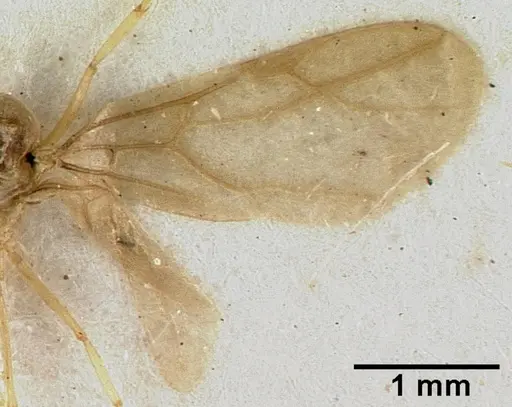 Acropyga major specimen