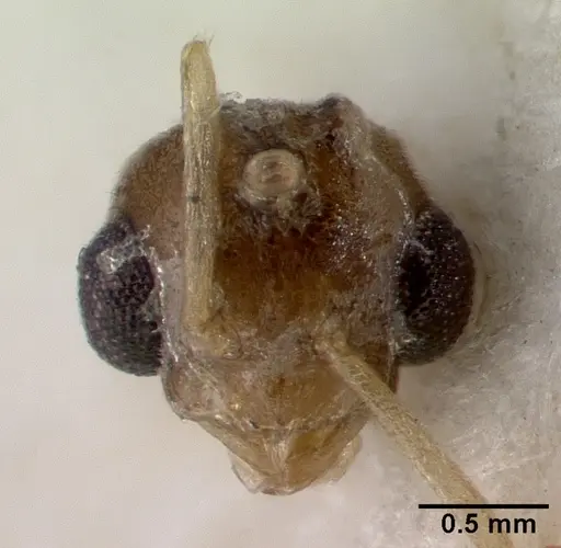 Acropyga major specimen
